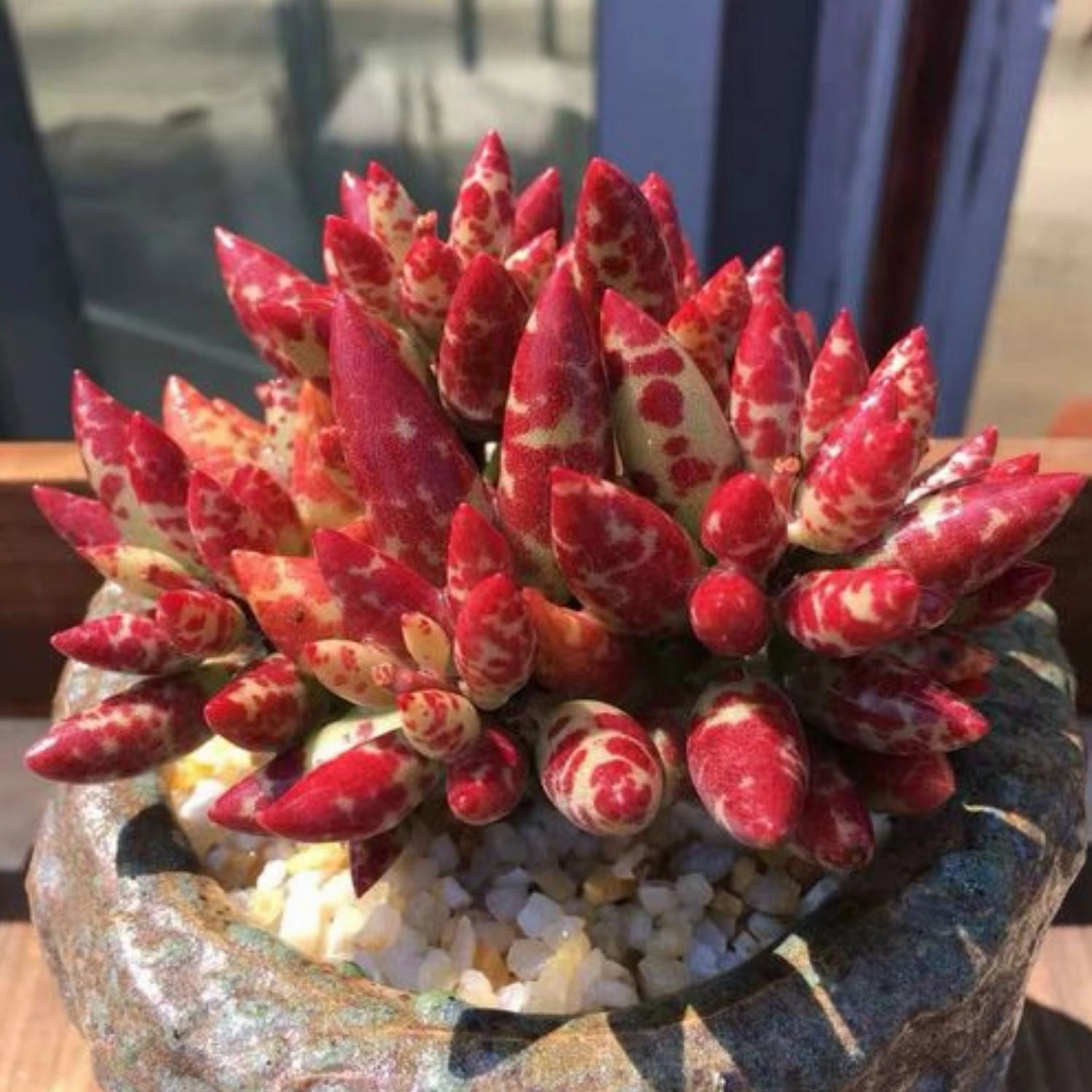 Adromischus Cooperi v. Festivus (4 inch) (Rare)
