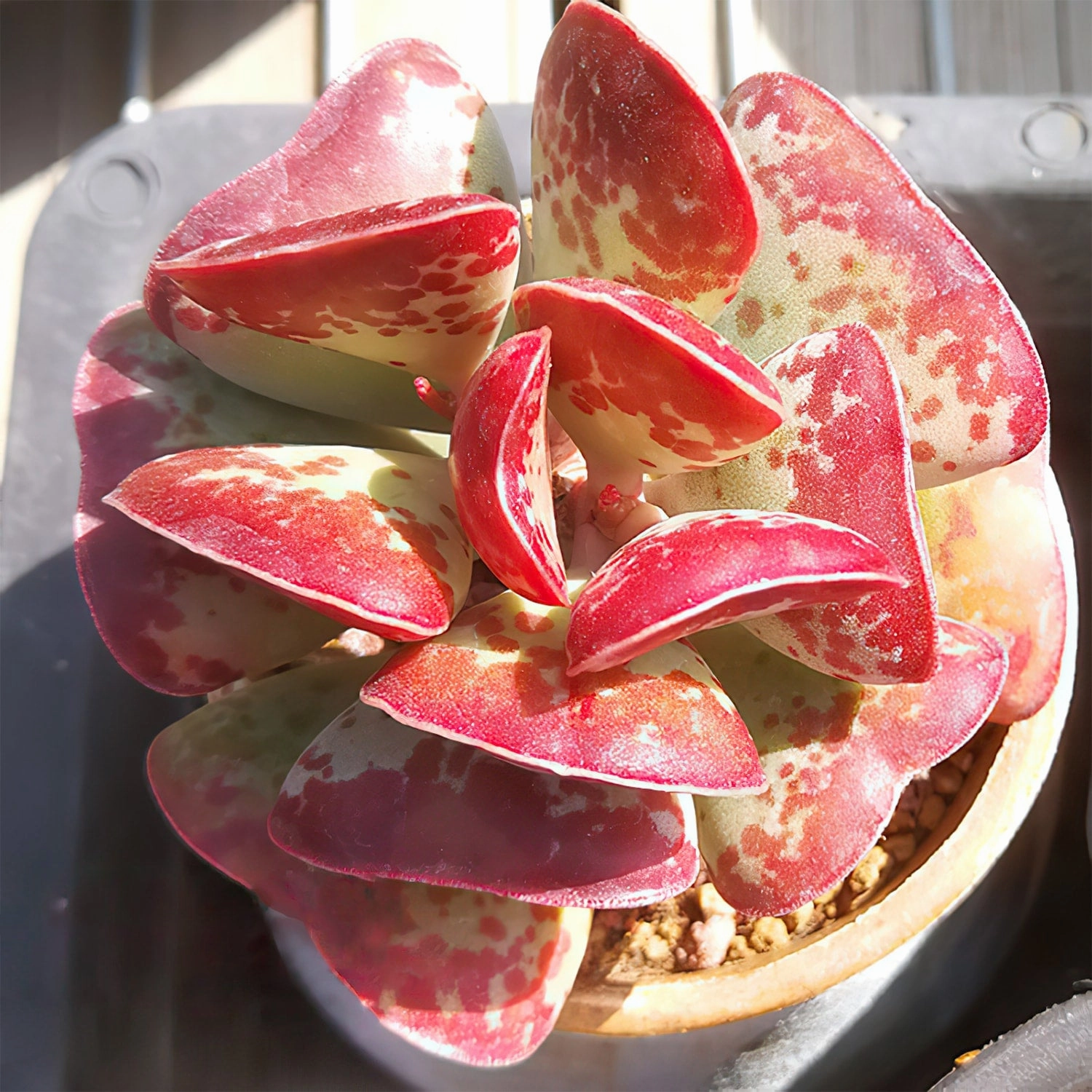 Adromischus triflorus 'Calico Hearts'