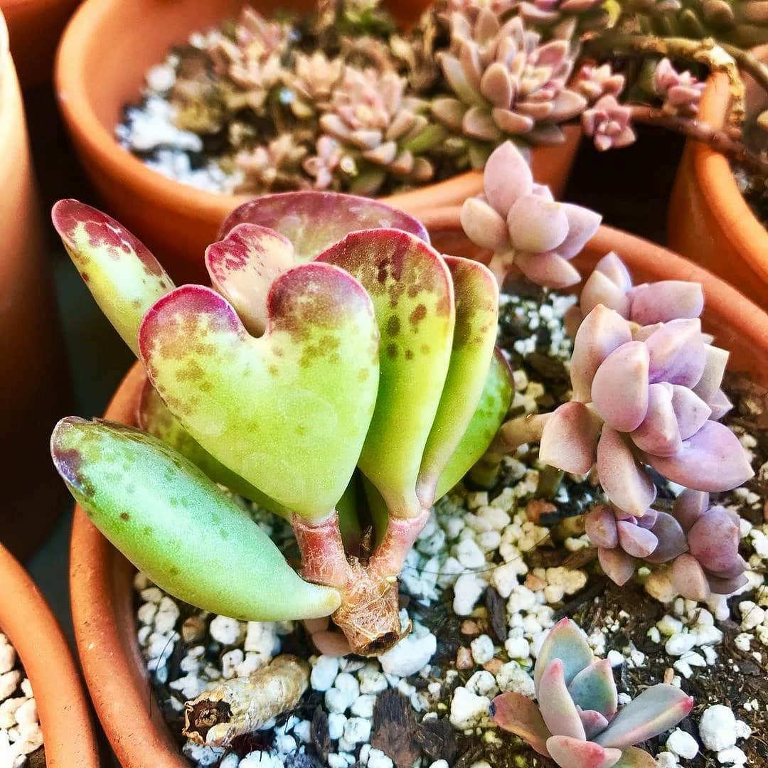 Adromischus triflorus 'Calico Hearts'