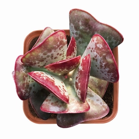 Adromischus triflorus 'Calico Hearts' mini ornamental plant  