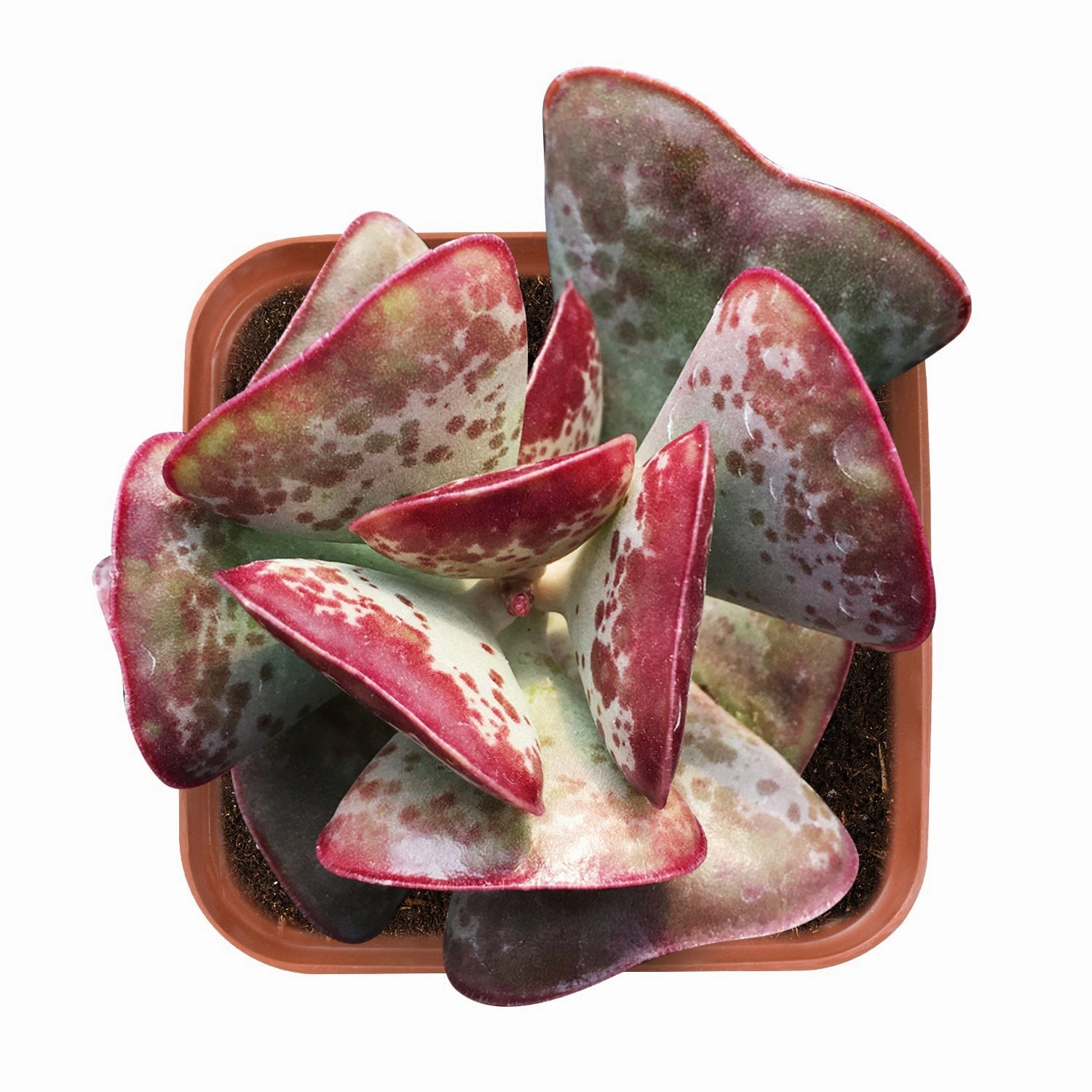 Adromischus triflorus 'Calico Hearts' mini ornamental plant  
