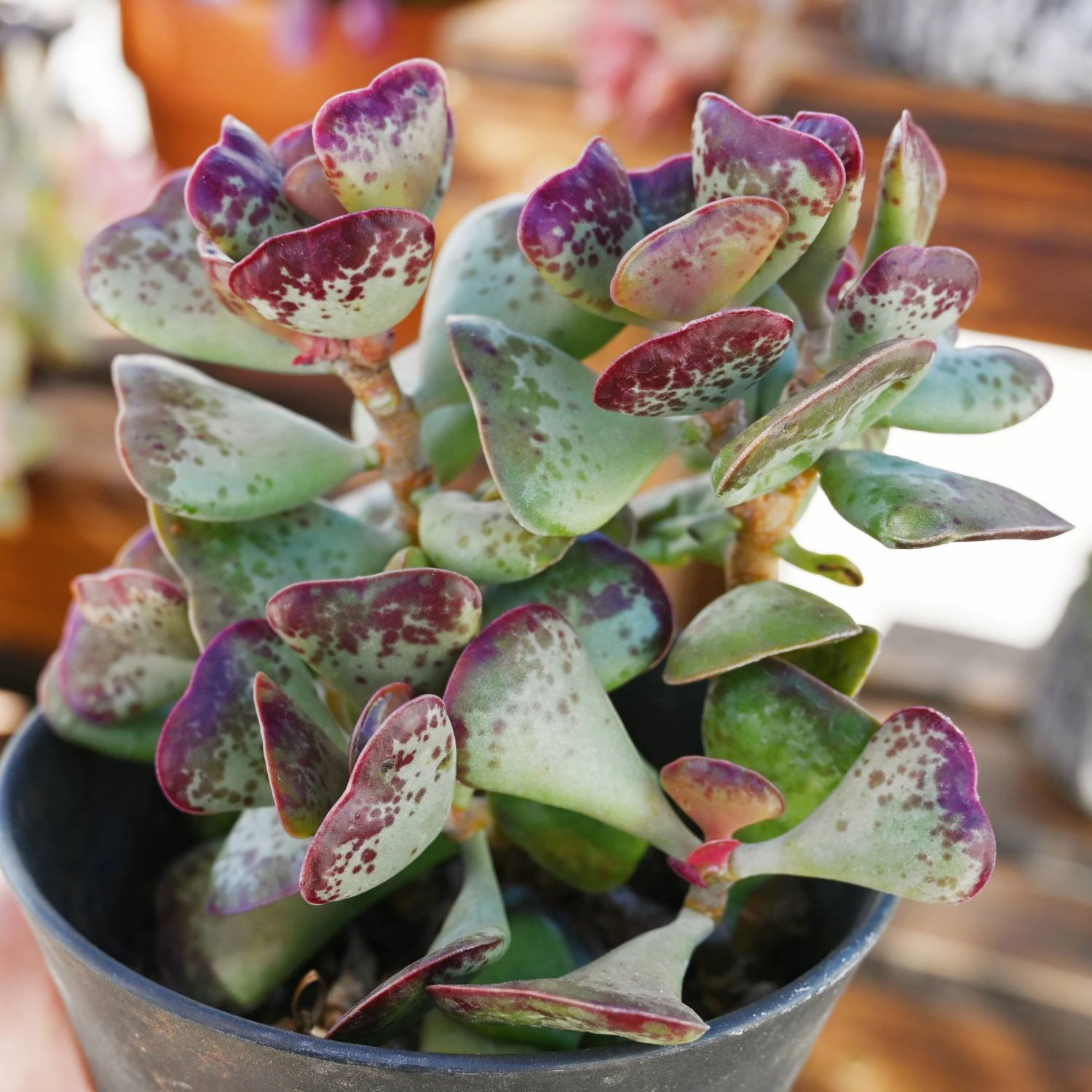 Adromischus triflorus 'Calico Hearts'