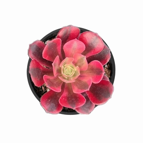 Aeonium 'Medusa' mini ornamental plant  