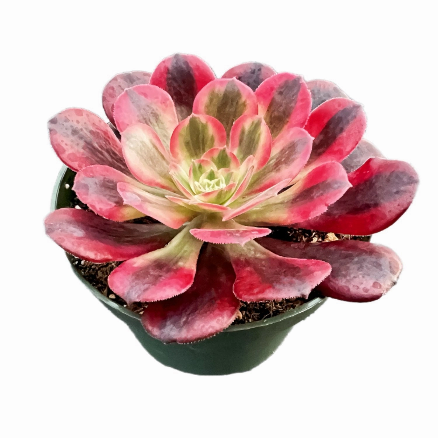 Aeonium 'Medusa' (4 inch)