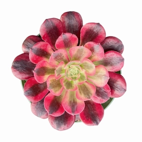 Aeonium 'Medusa' (4 inch) mini ornamental plant  