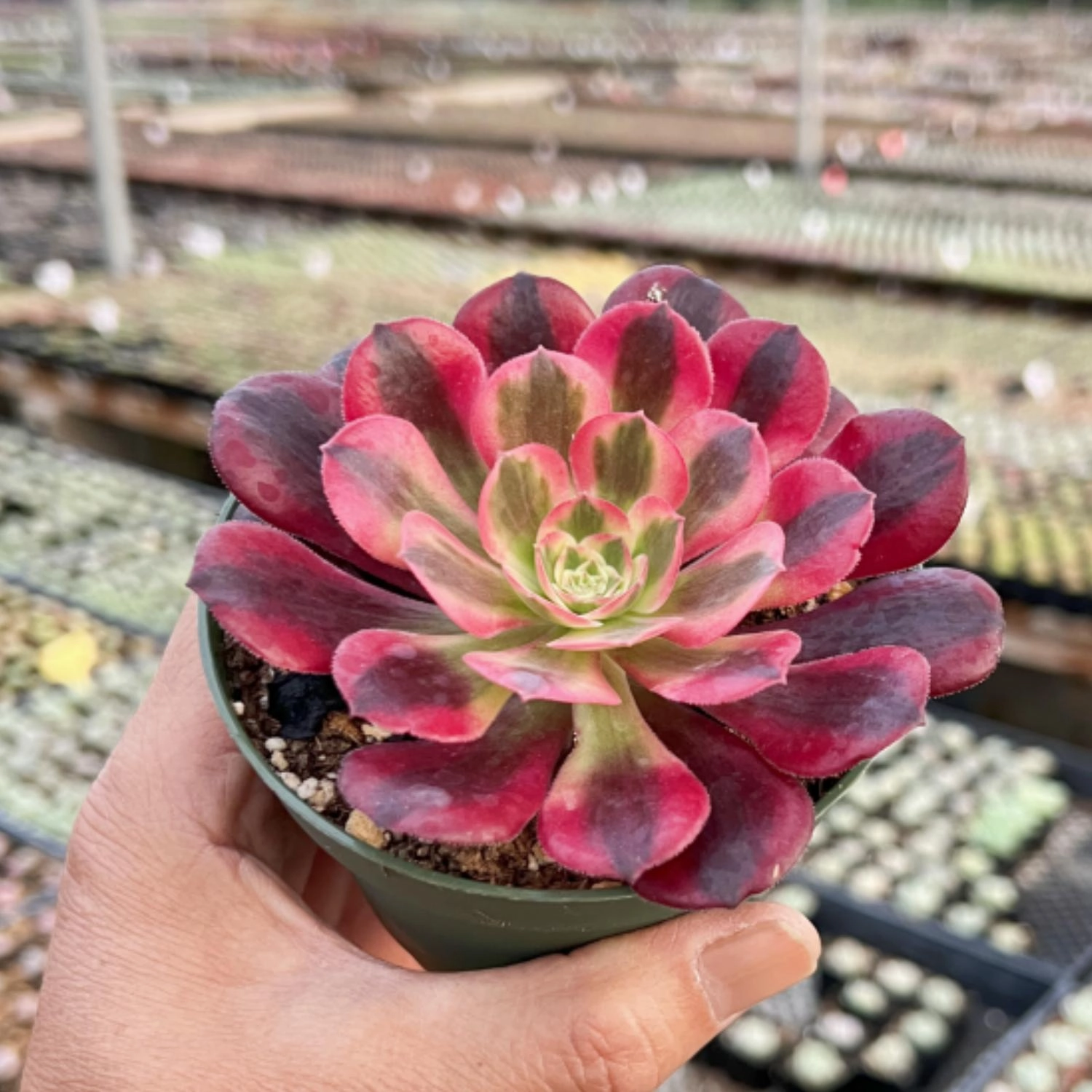 Aeonium 'Medusa' (4 inch)