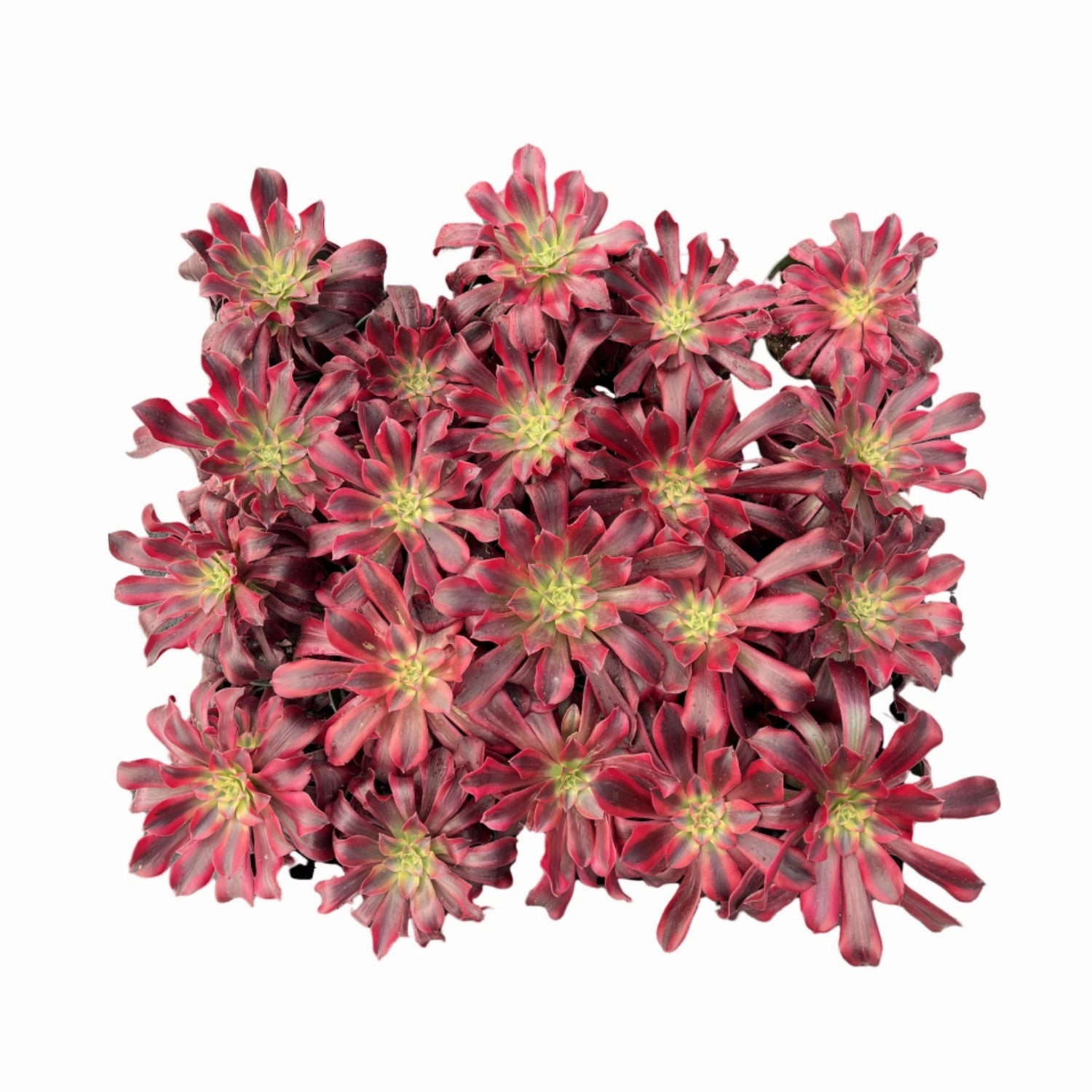 Aeonium 'Medusa' Bulk 20 Tray - 4in Pot