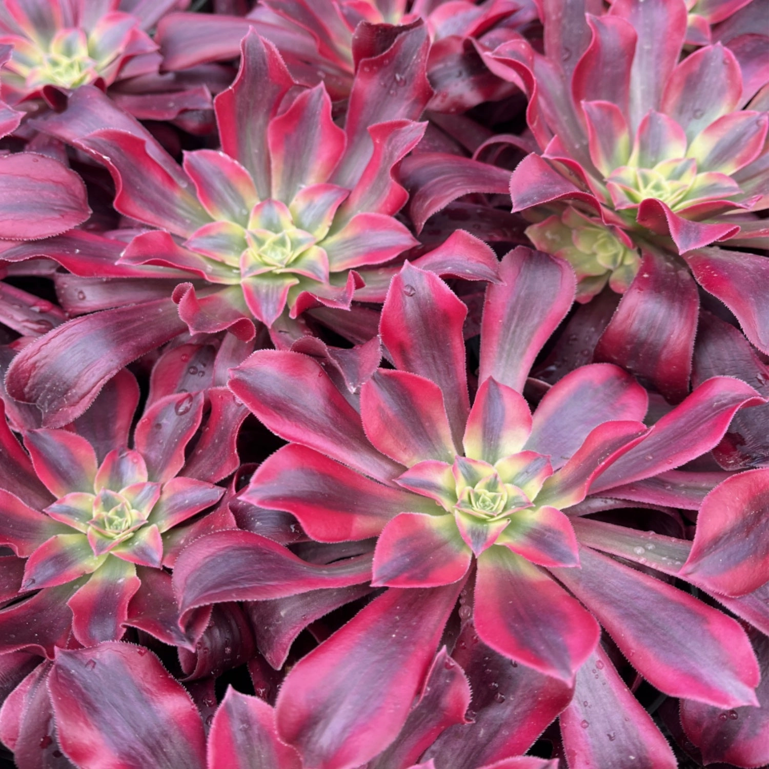 Aeonium 'Medusa' Bulk 20 Tray - 4in Pot