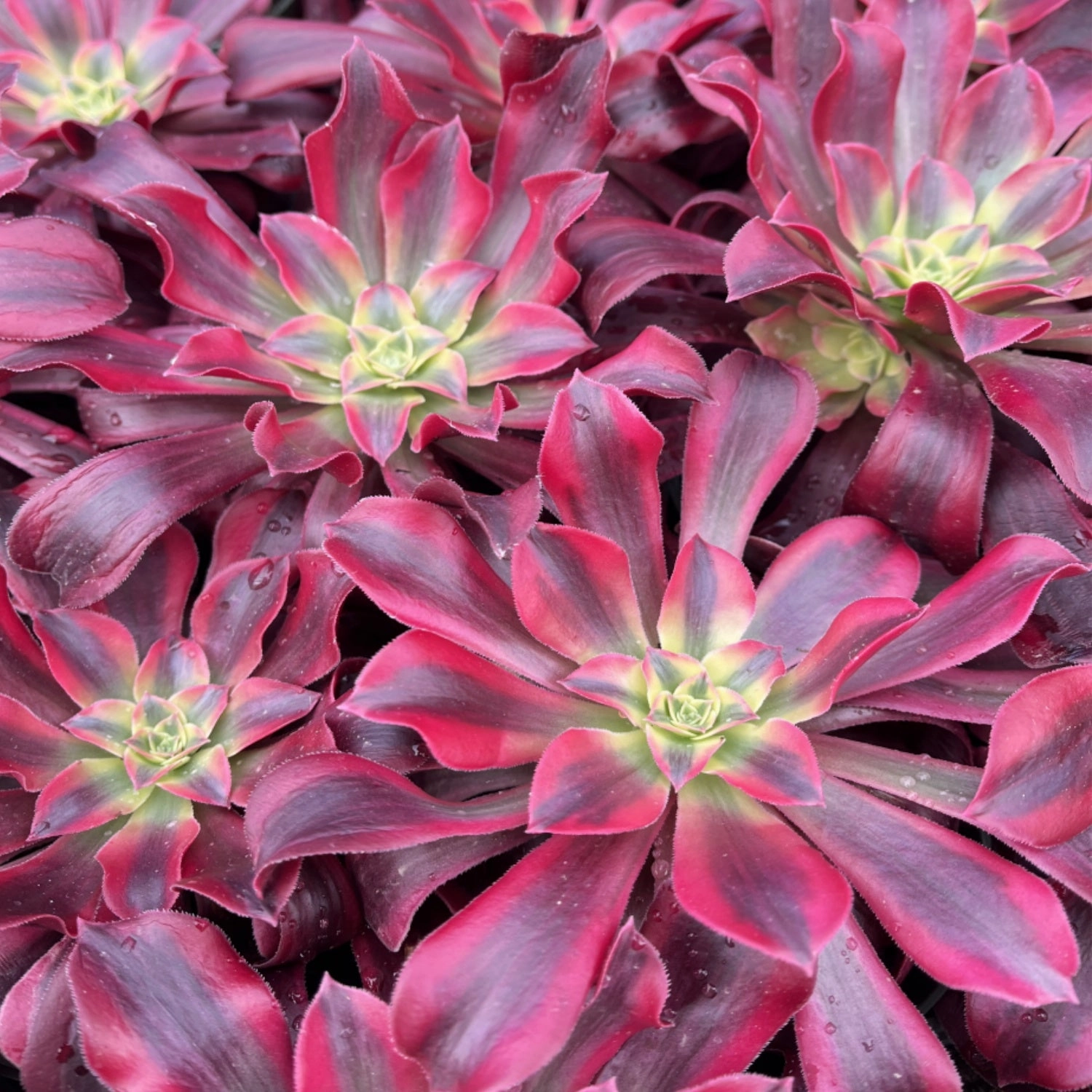 Aeonium 'Medusa' Bulk 20 Tray - 4in Pot