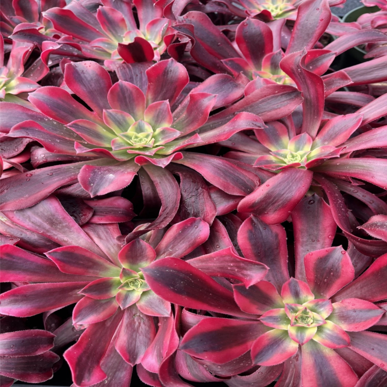 Aeonium 'Medusa' Bulk 20 Tray - 4in Pot
