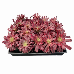Aeonium 'Medusa' Bulk 20 Tray - 4in Pot mini ornamental plant  