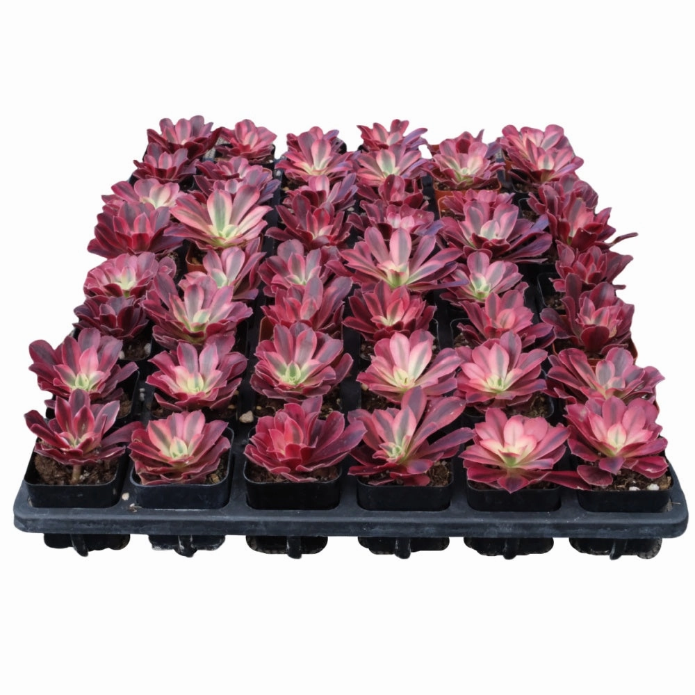 Aeonium 'Medusa' Bulk 54 Tray - 2in Pot mini ornamental plant  