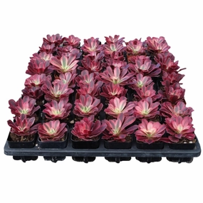 Aeonium 'Medusa' Bulk 54 Tray - 2in Pot mini ornamental plant  