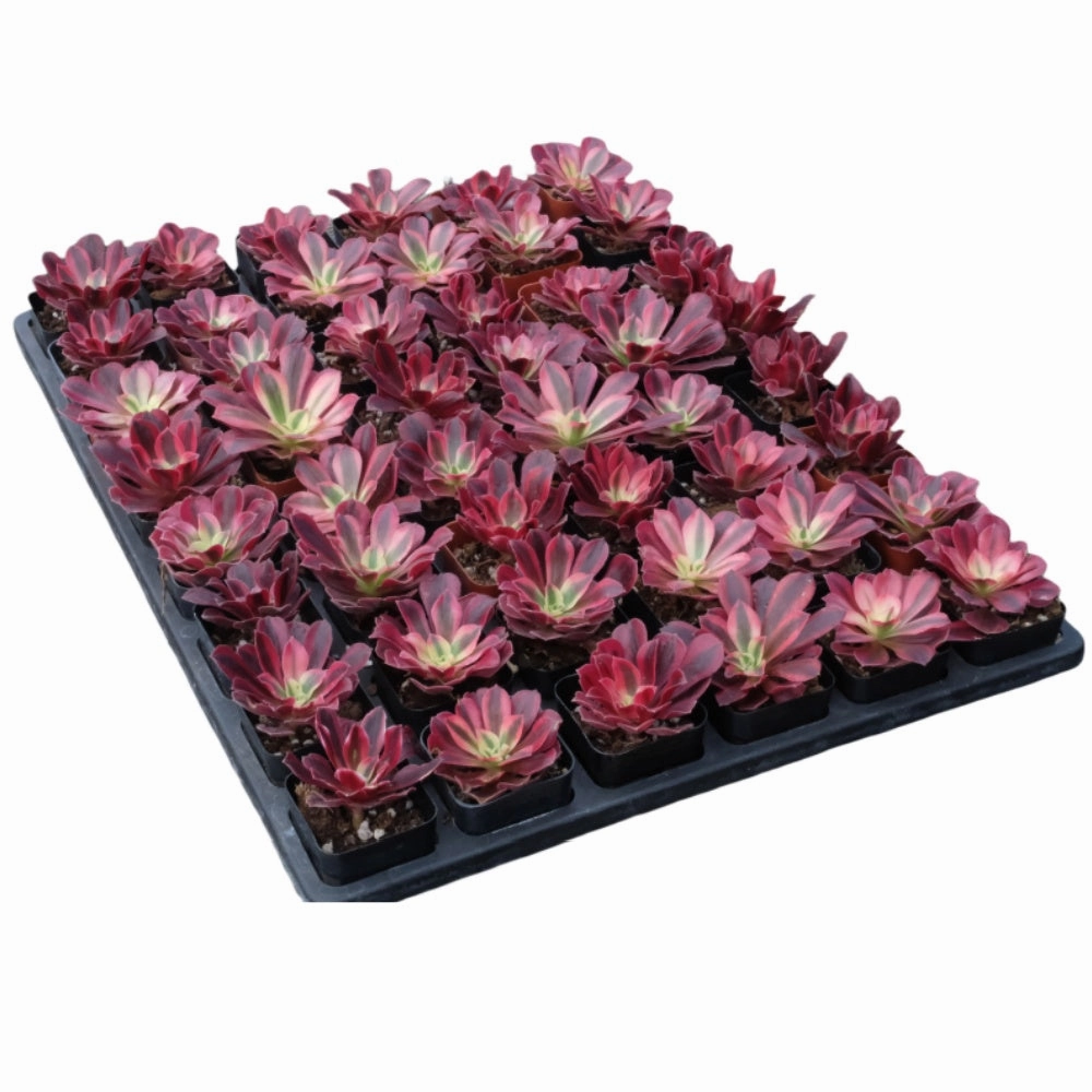 Aeonium 'Medusa' Bulk 54 Tray - 2in Pot