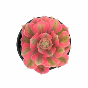 Aeonium 'Pink Witch' mini ornamental plant  