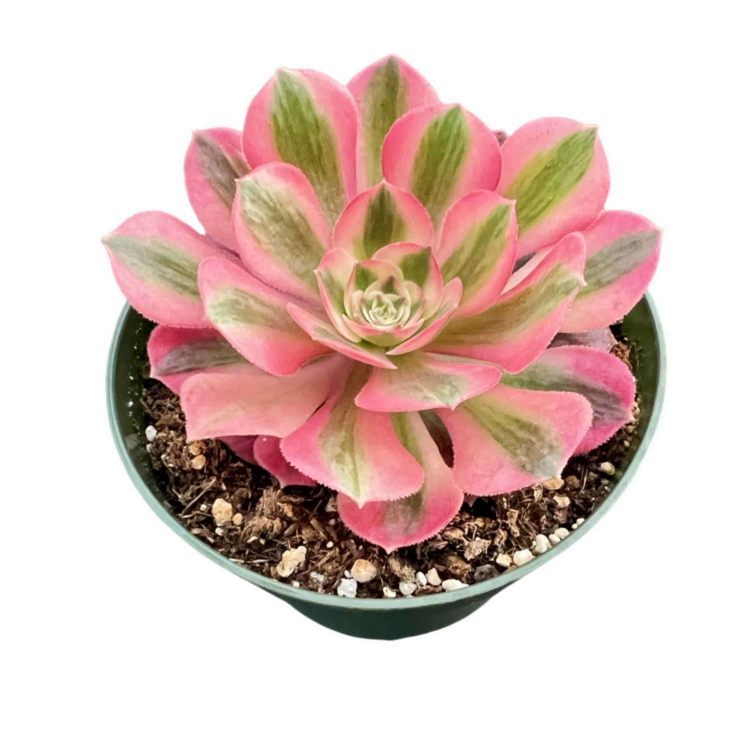Aeonium 'Pink Witch' (4 inch)