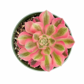 Aeonium 'Pink Witch' (4 inch) mini ornamental plant  