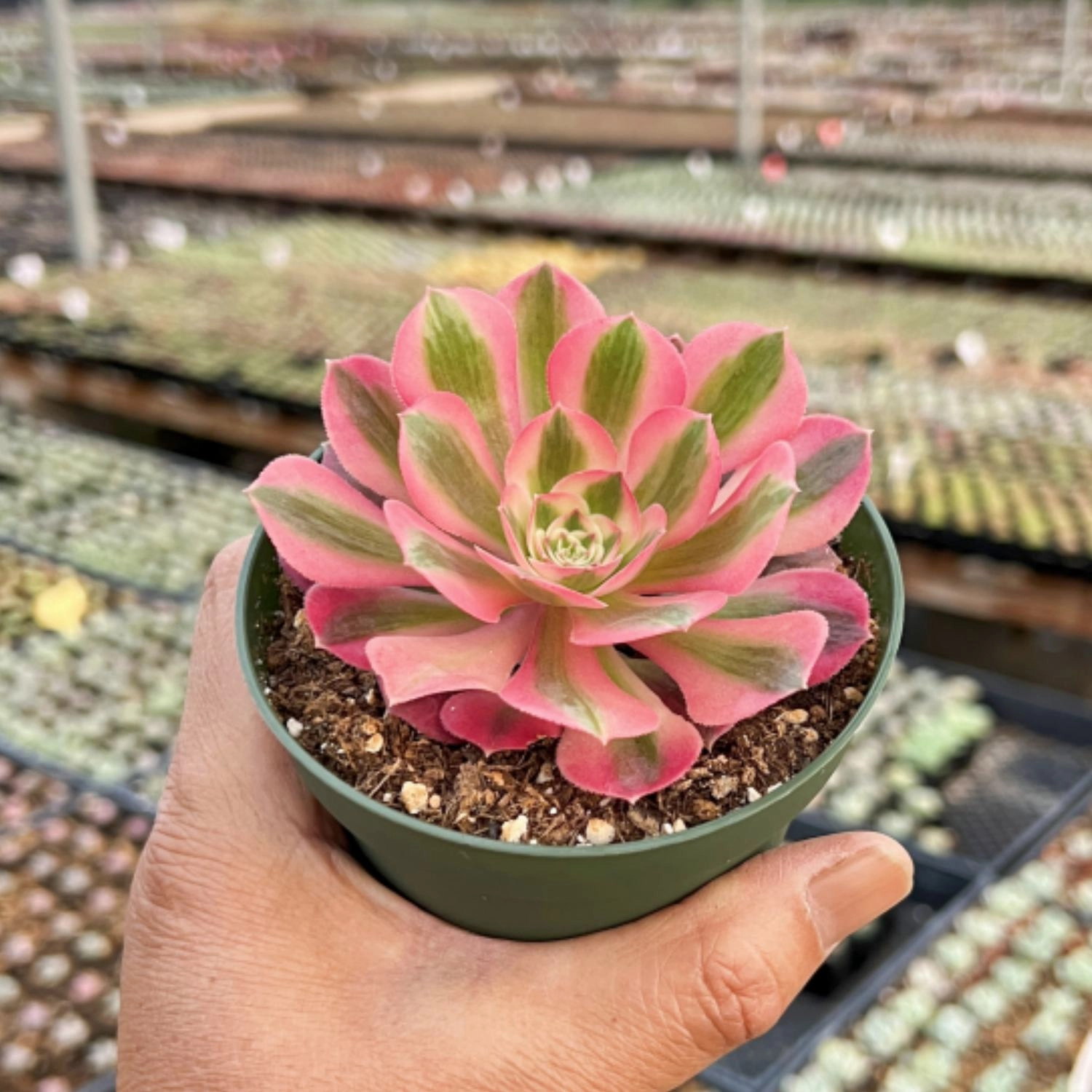 Aeonium 'Pink Witch' (4 inch)