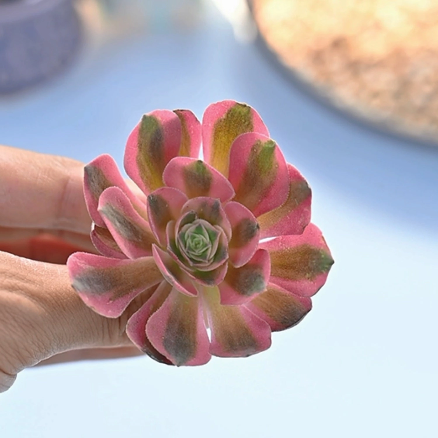 Aeonium 'Pink Witch'
