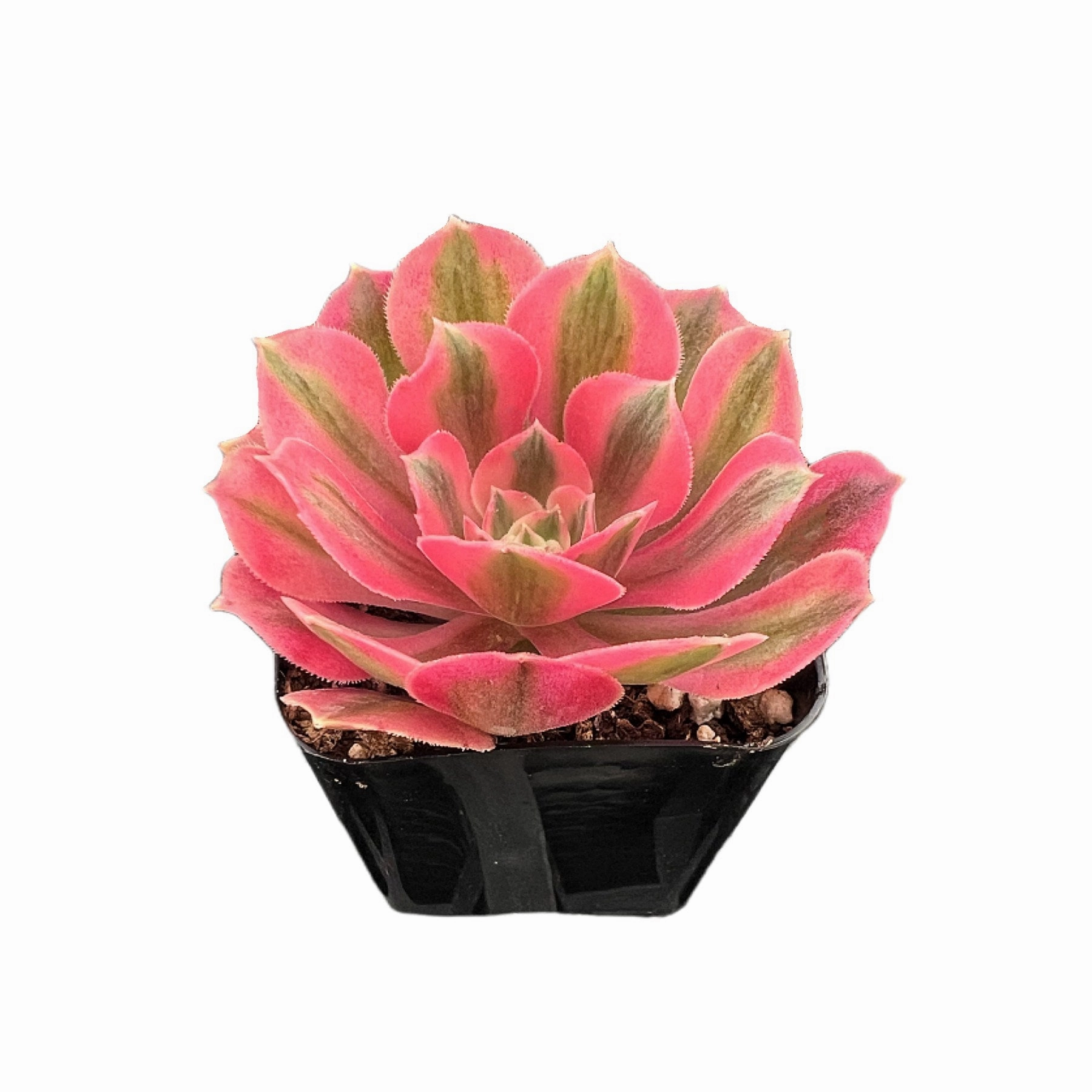 Aeonium 'Pink Witch'
