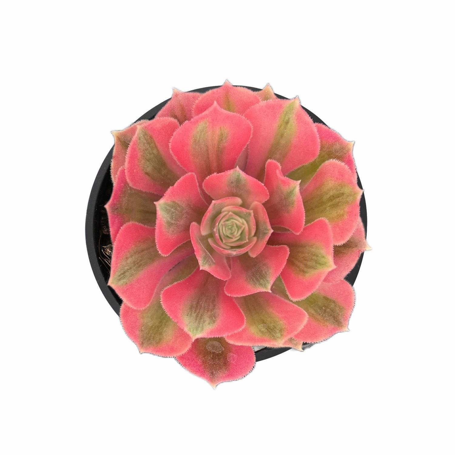 Aeonium 'Pink Witch' mini ornamental plant  