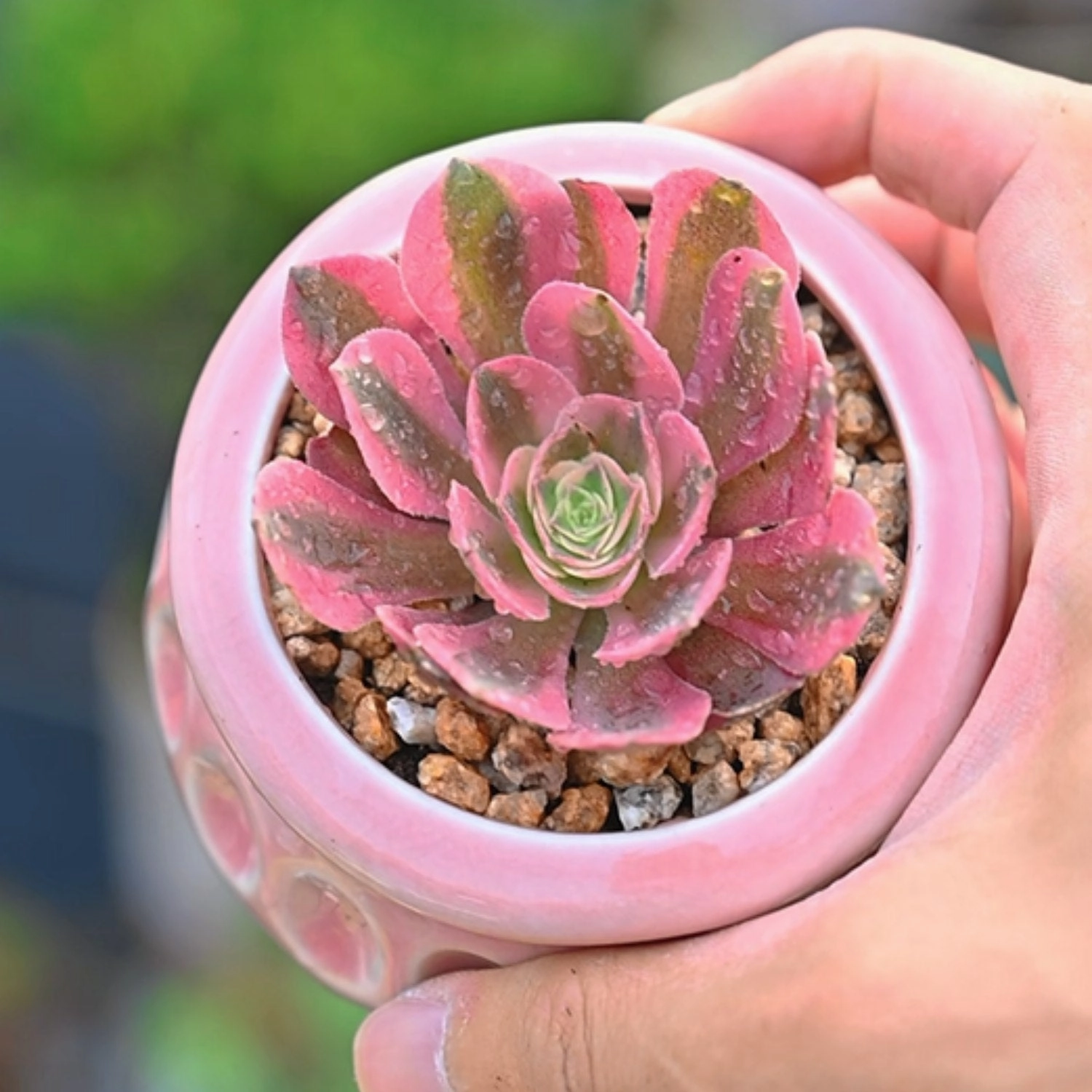 Aeonium 'Pink Witch'