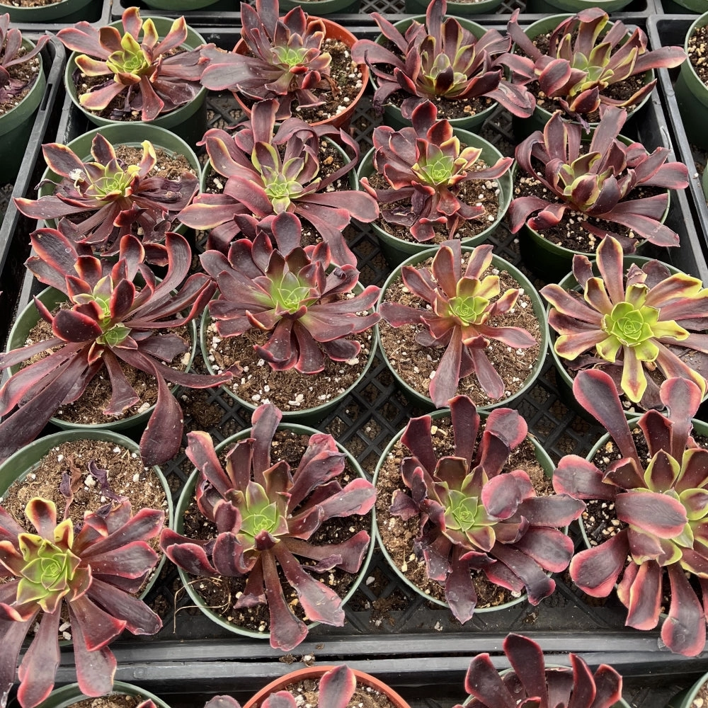 Aeonium 'Superbang' Bulk 20 Tray - 4in Pot