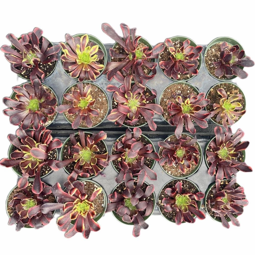 Aeonium 'Superbang' Bulk 20 Tray - 4in Pot
