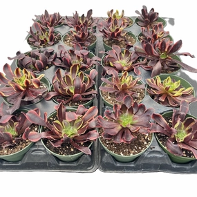 Aeonium 'Superbang' Bulk 20 Tray - 4in Pot mini ornamental plant  