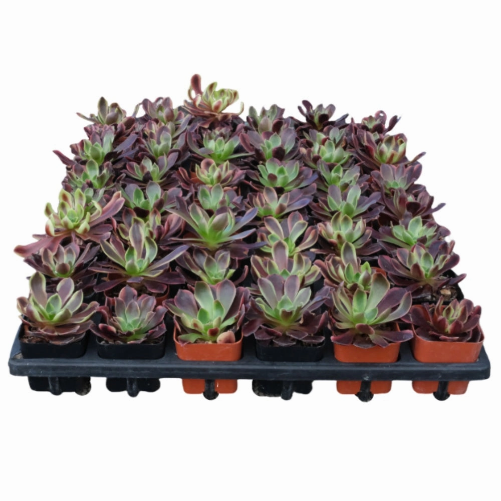 Aeonium 'Superbang' Bulk 54 Tray - 2in Pot mini ornamental plant  