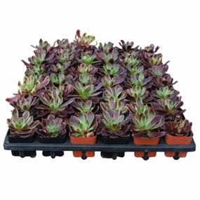 Aeonium 'Superbang' Bulk 54 Tray - 2in Pot mini ornamental plant  