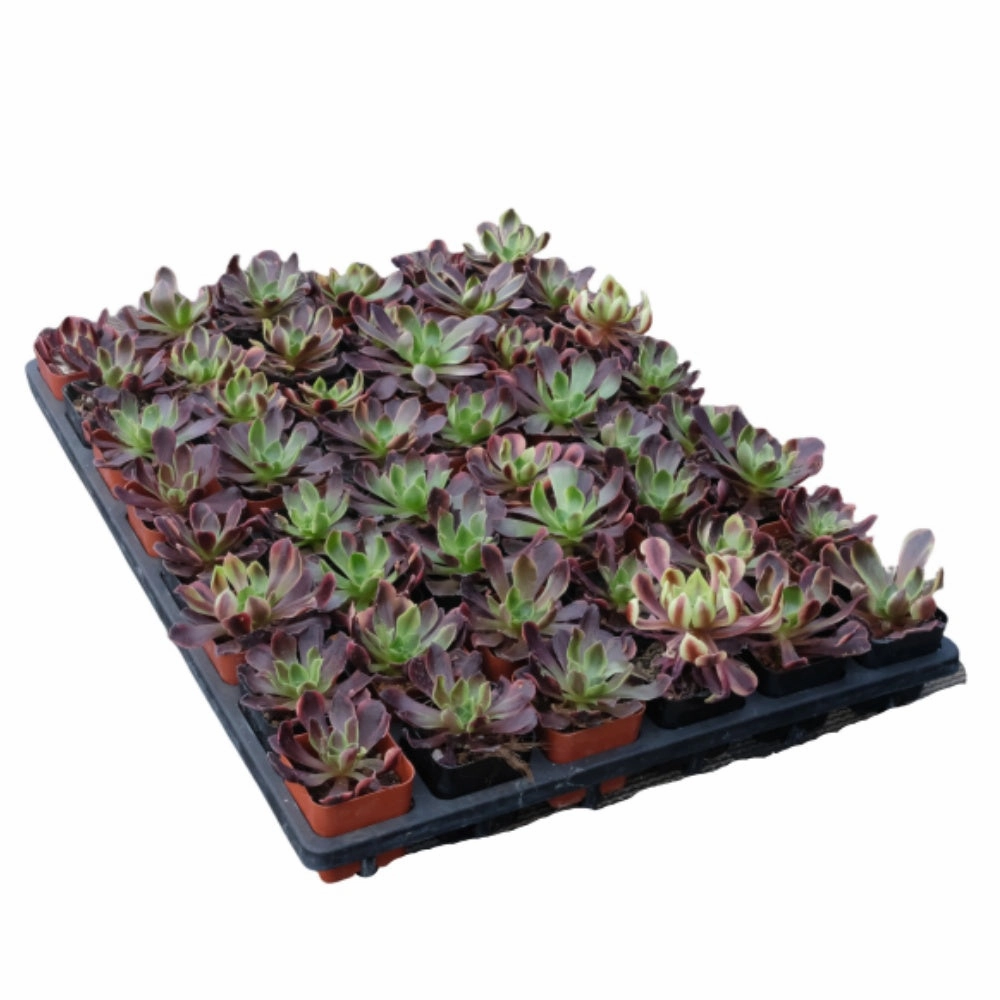 Aeonium 'Superbang' Bulk 54 Tray - 2in Pot