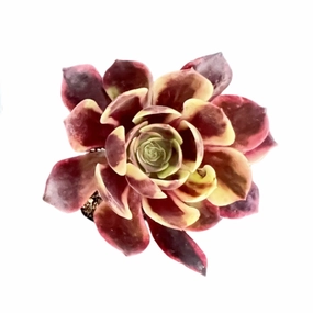 Aeonium 'Superbang' mini ornamental plant  