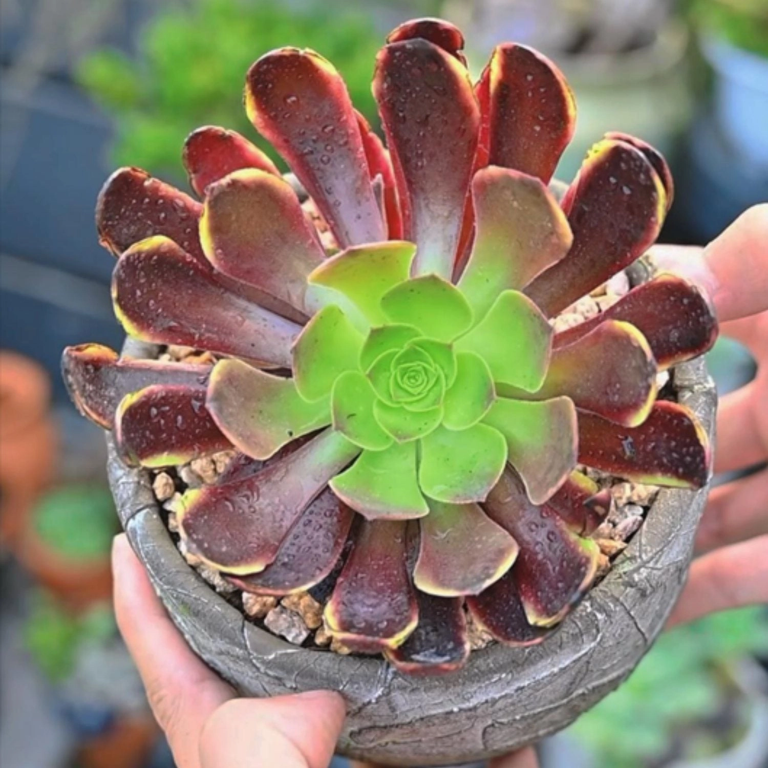 Aeonium 'Superbang'