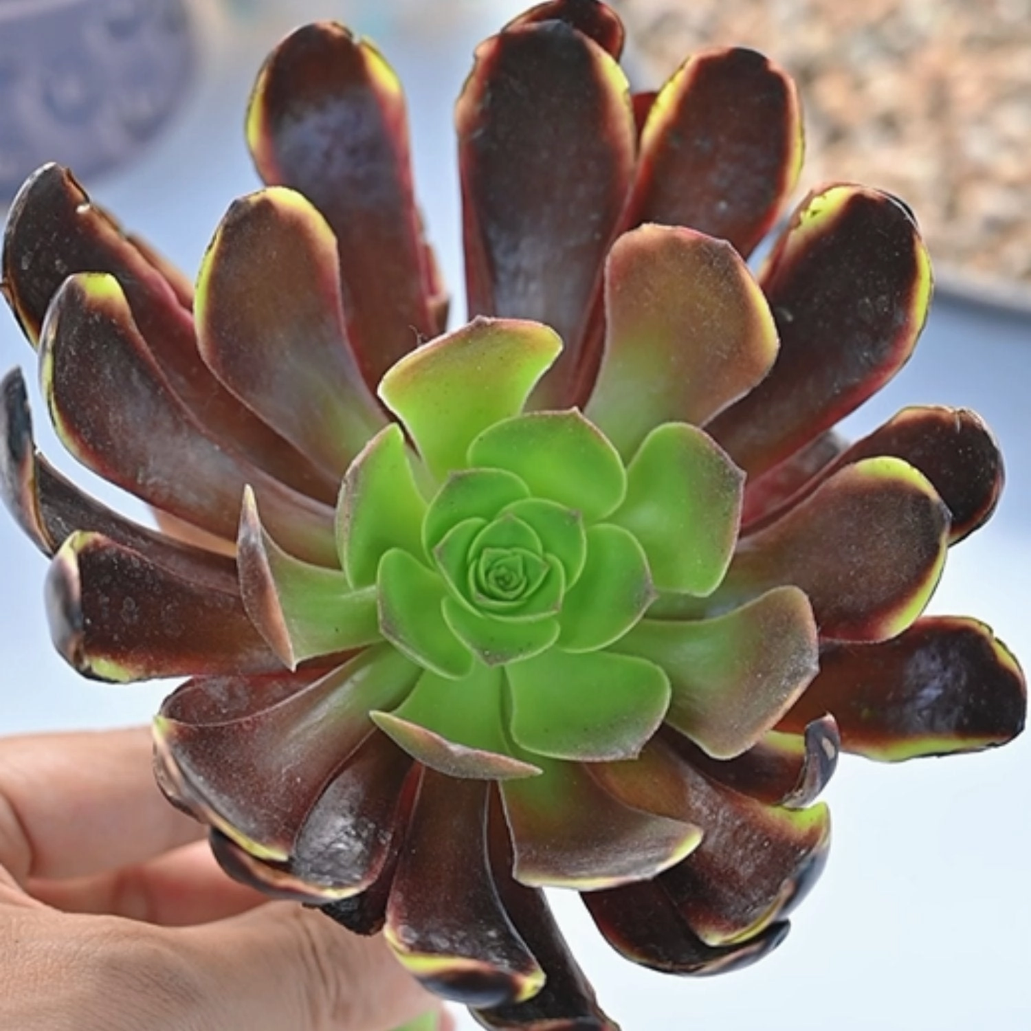 Aeonium 'Superbang'