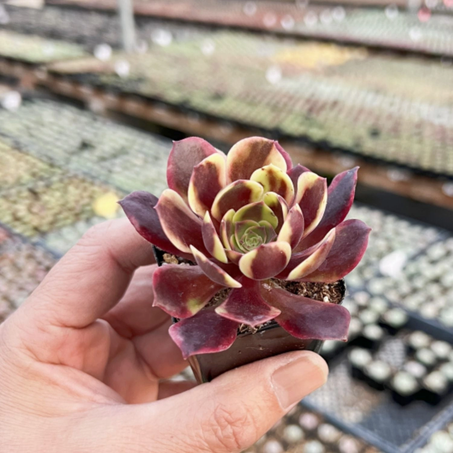 Aeonium 'Superbang'