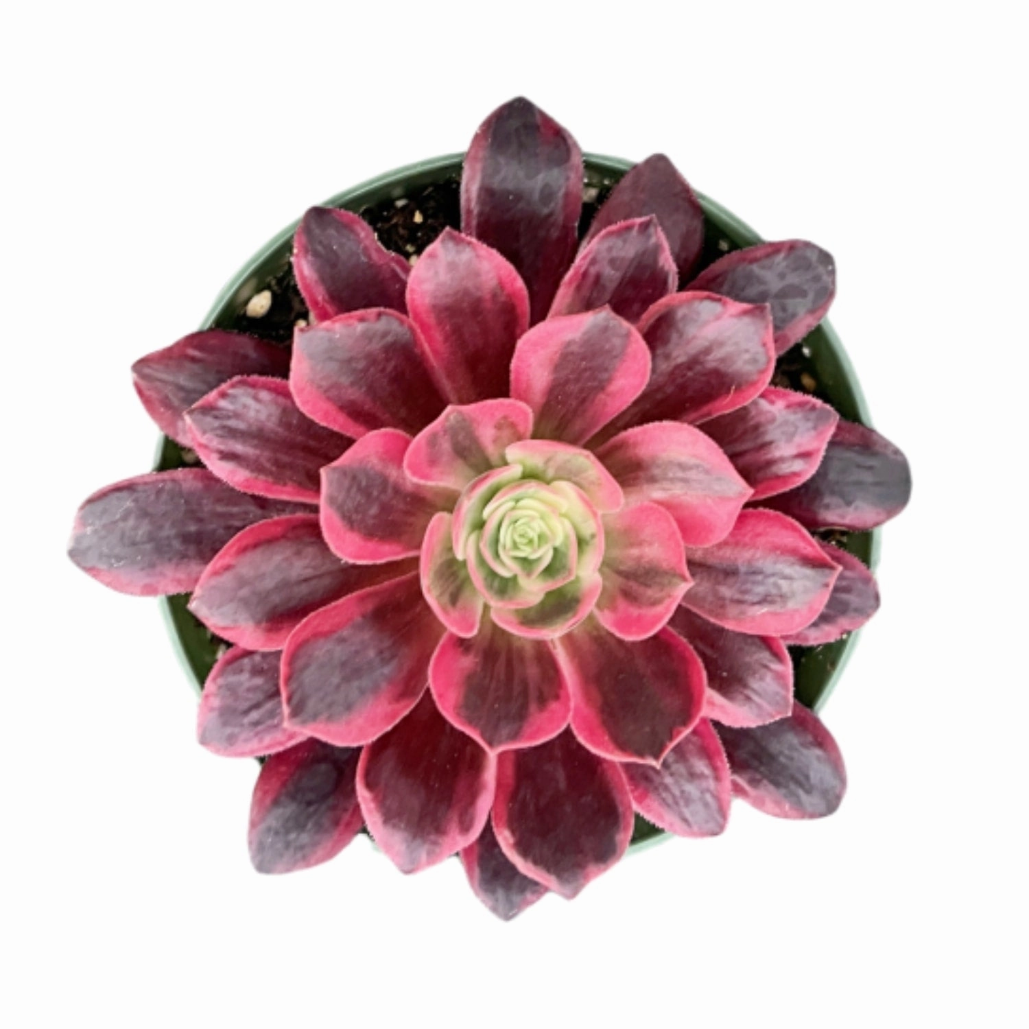 Aeonium 'White Wedding Dress' (4 inch) mini ornamental plant  