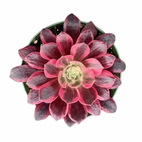 Aeonium 'White Wedding Dress' (4 inch) mini ornamental plant  