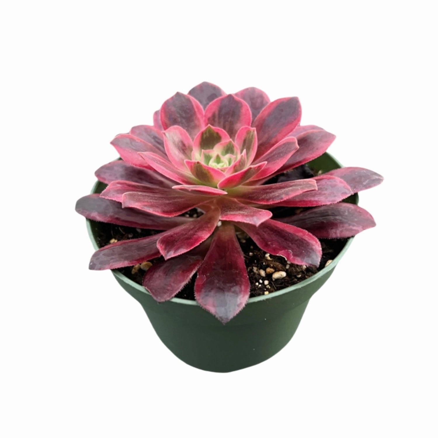 Aeonium 'White Wedding Dress' (4 inch)