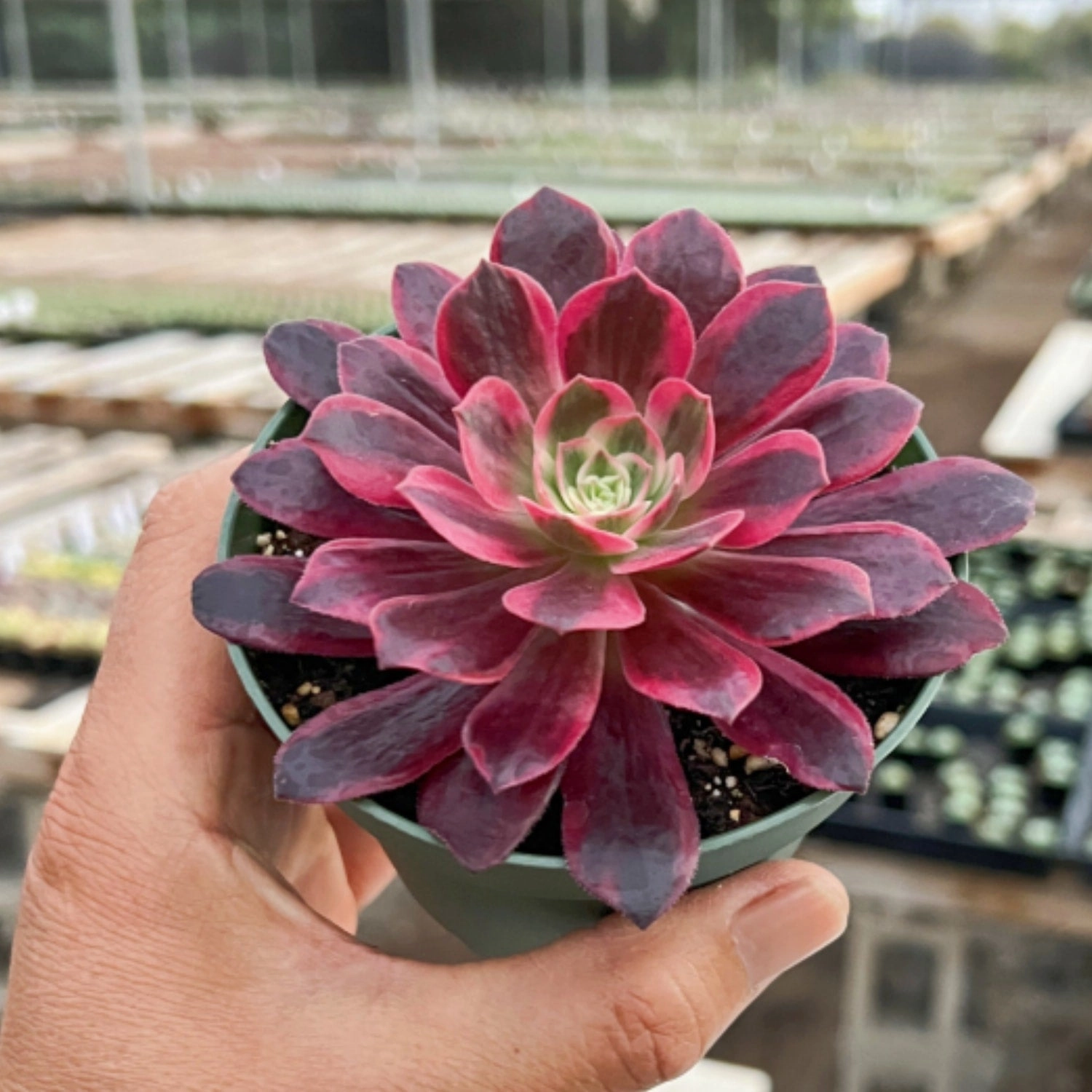 Aeonium 'White Wedding Dress' (4 inch)
