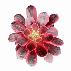 Aeonium 'White Wedding Dress' mini ornamental plant  