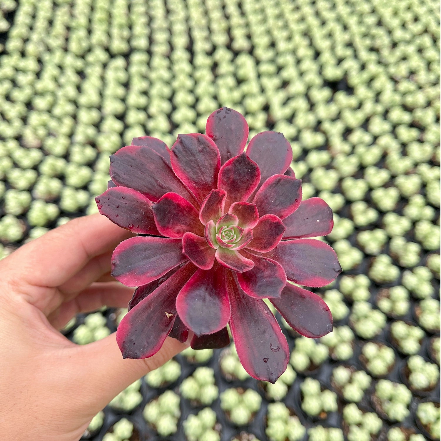 Aeonium 'White Wedding Dress'