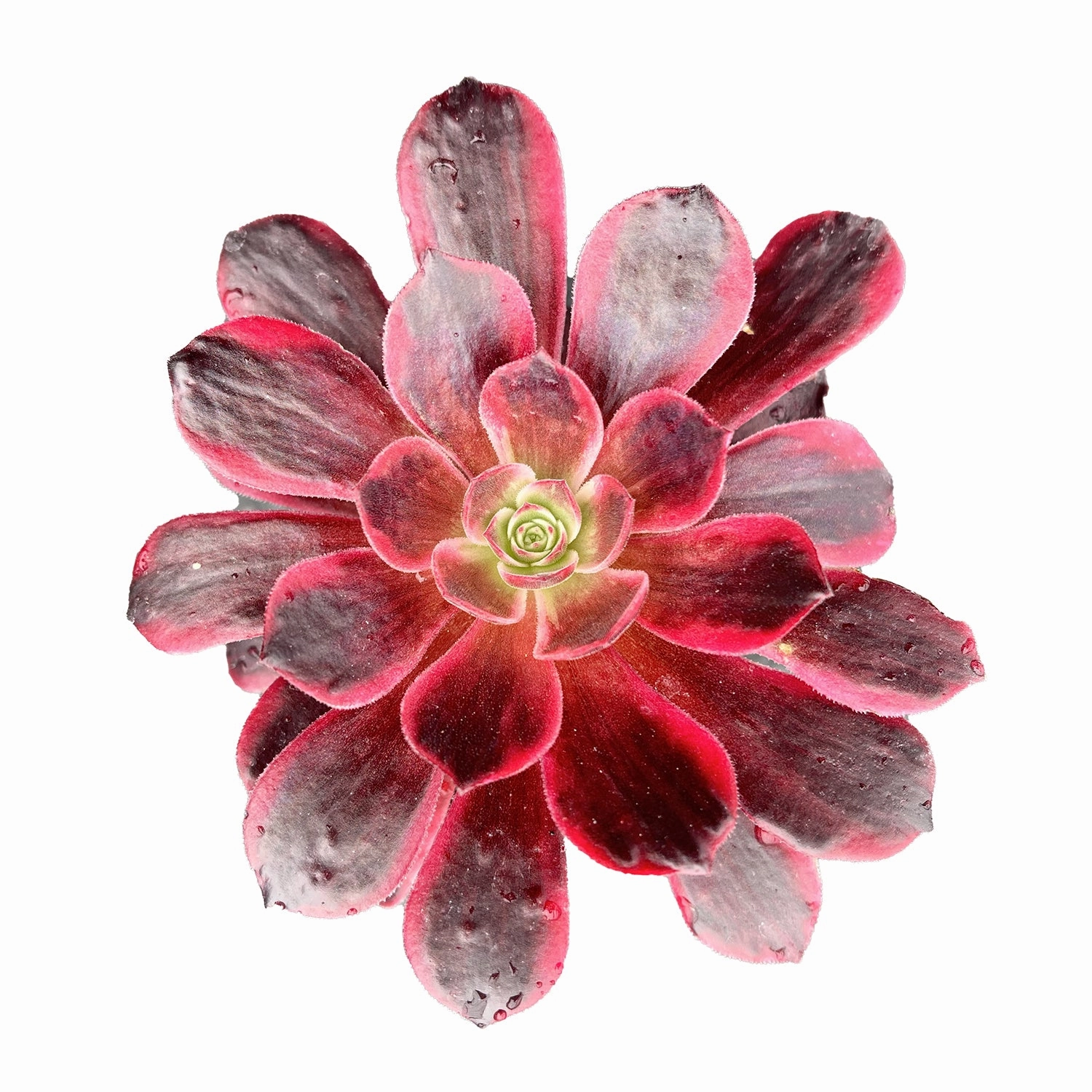 Aeonium 'White Wedding Dress' mini ornamental plant  