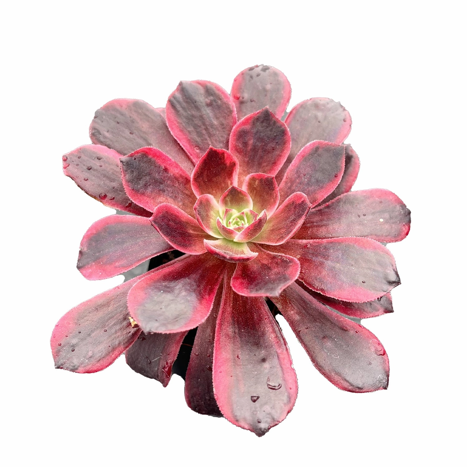 Aeonium 'White Wedding Dress'