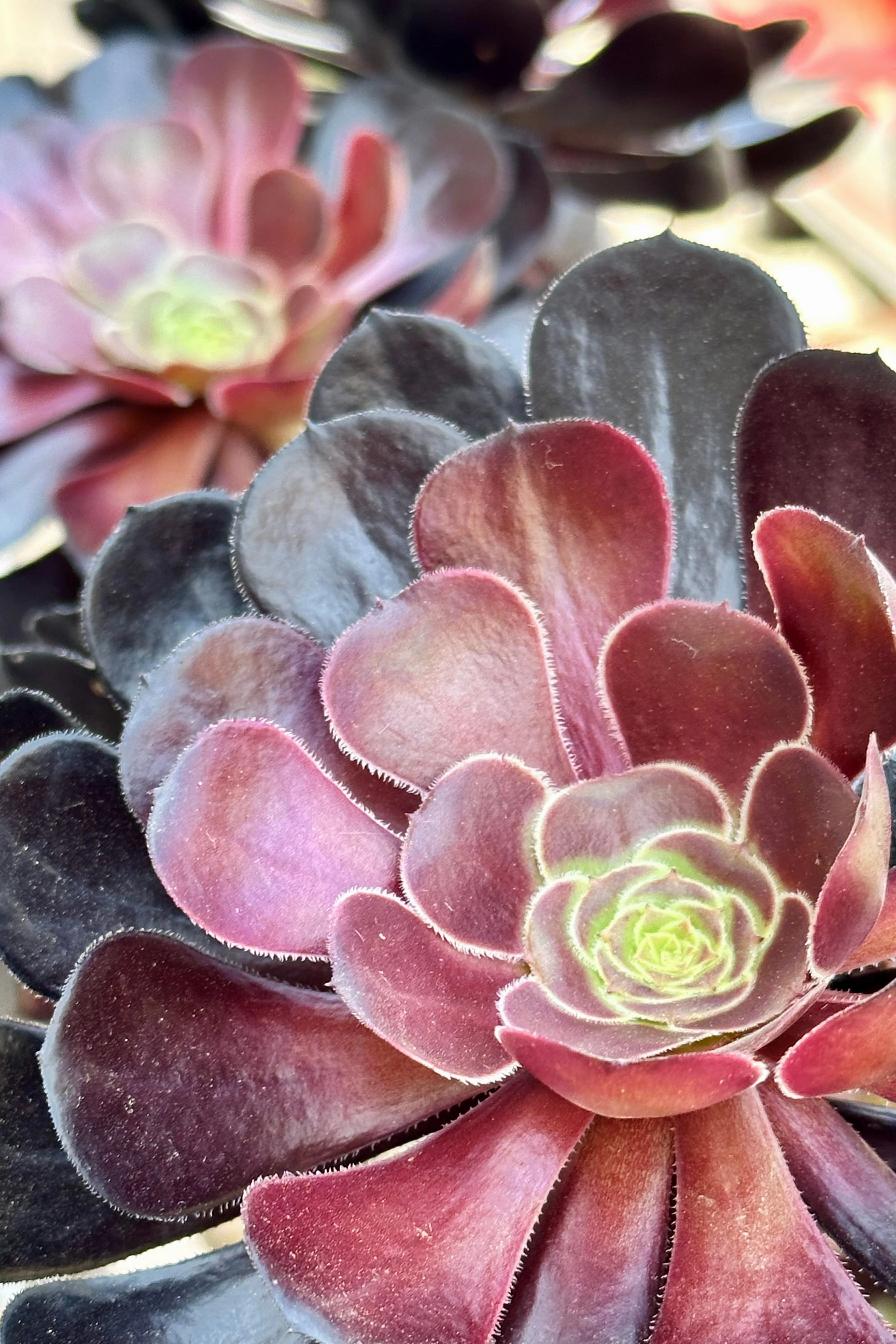 Aeonium 'Zwartkop' #15