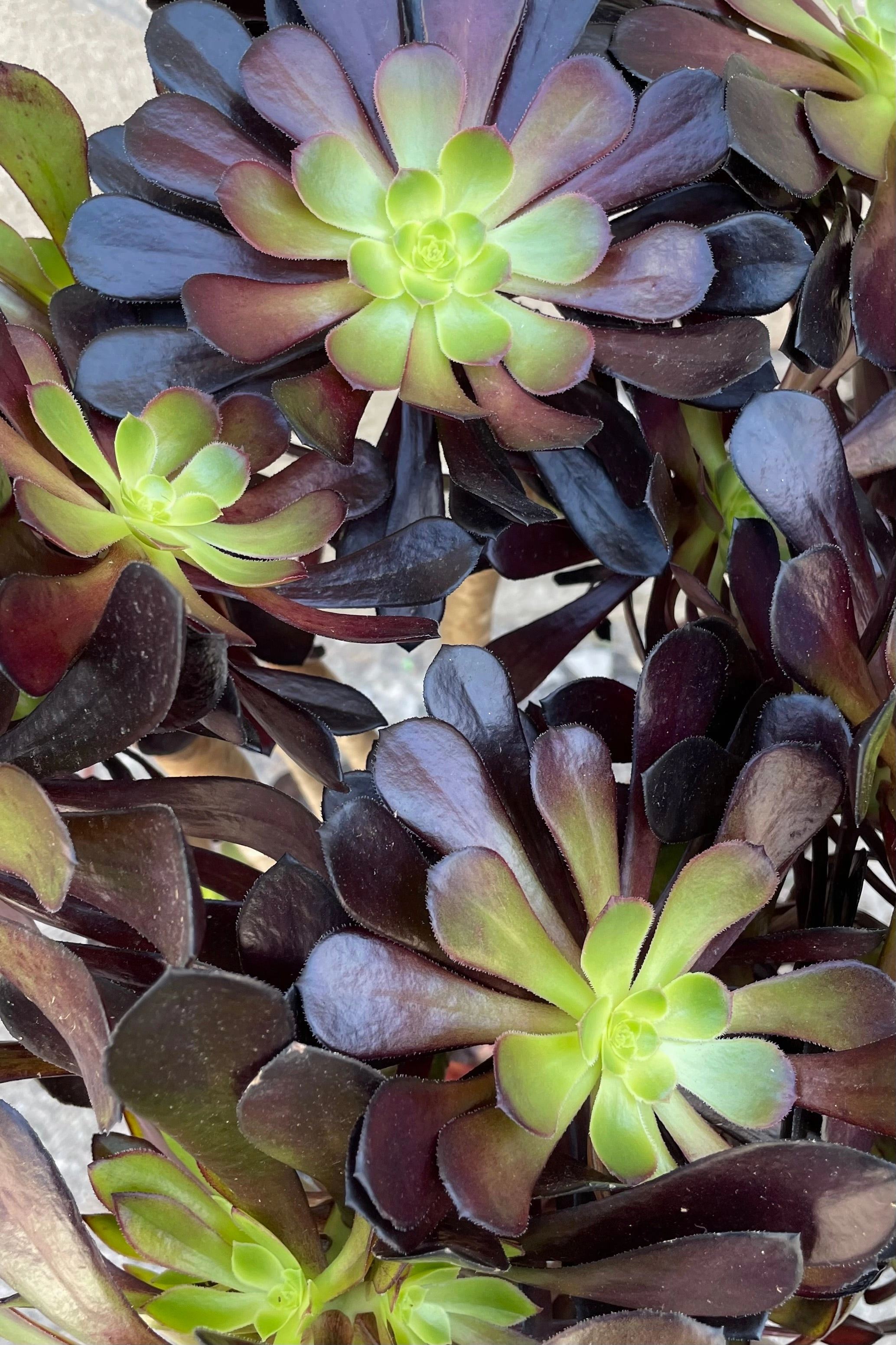 Aeonium 'Zwartkop' #5 medium flower pot  