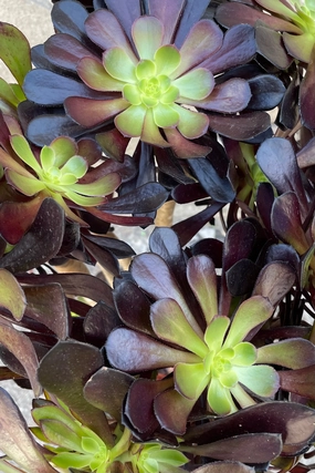 Aeonium 'Zwartkop' #5 medium flower pot  