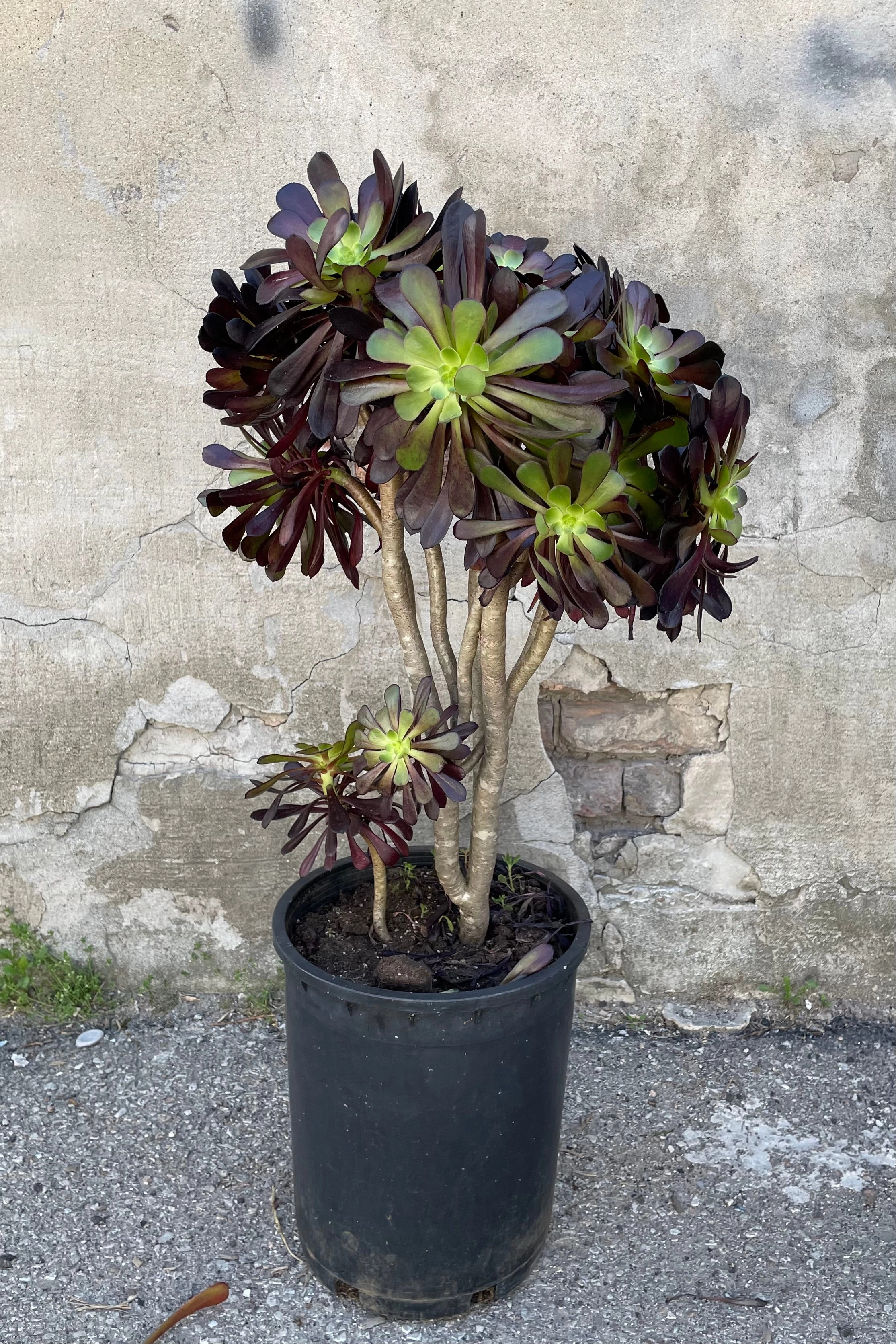 Aeonium 'Zwartkop' #5