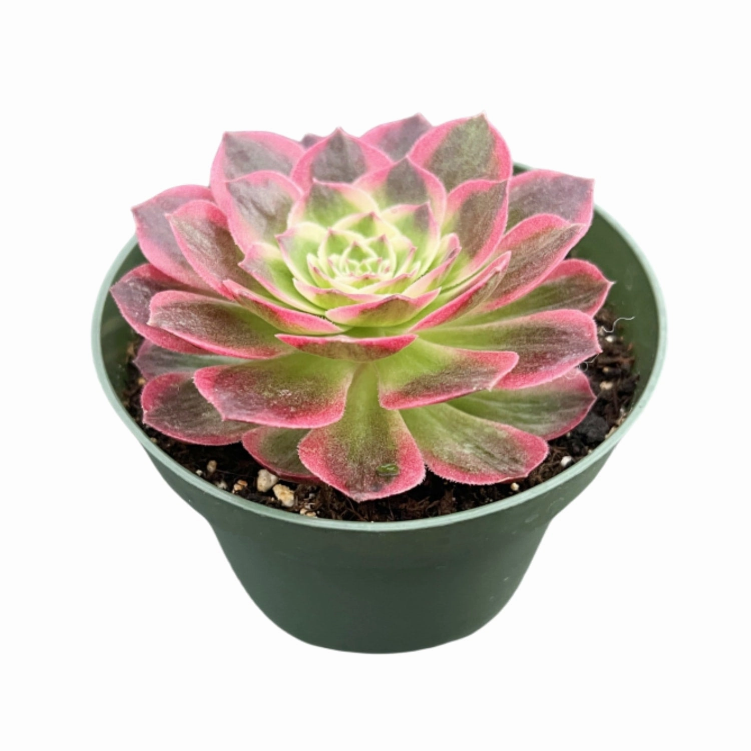 Aeonium Aquaman (4 inch)