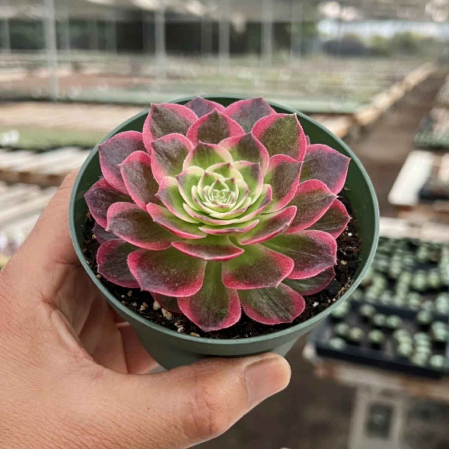 Aeonium Aquaman (4 inch)